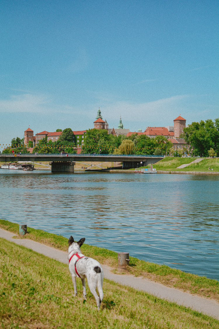 Krakow Dog Guide
